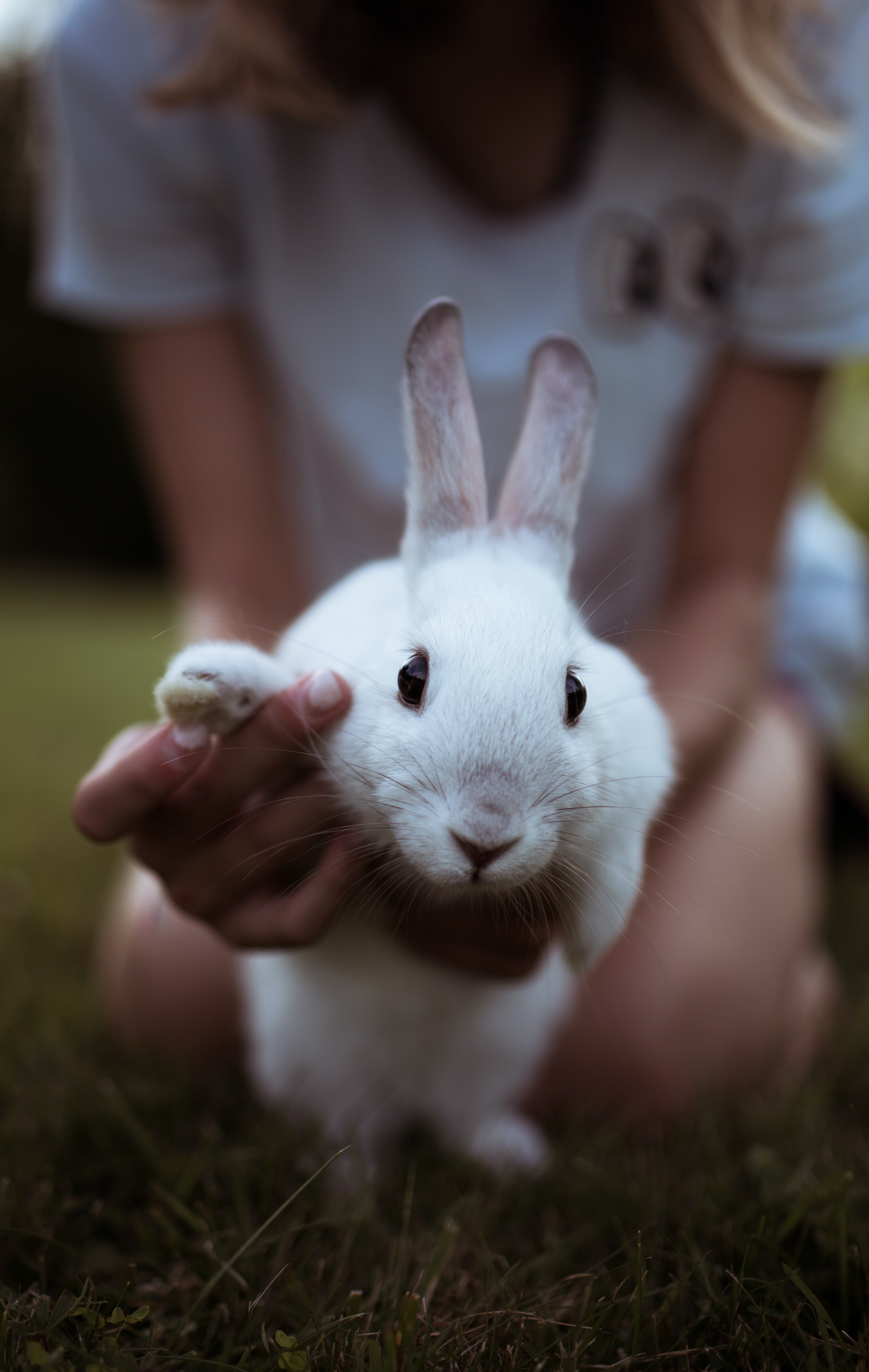 Embrace Ethical Beauty: The Power of Cruelty-Free Products for Your Organic Lifestyle.
